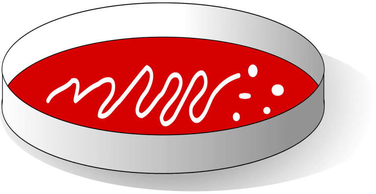 Utiliser l&rsquo;agar-agar : guide pratique pour réussir gels, confitures et desserts